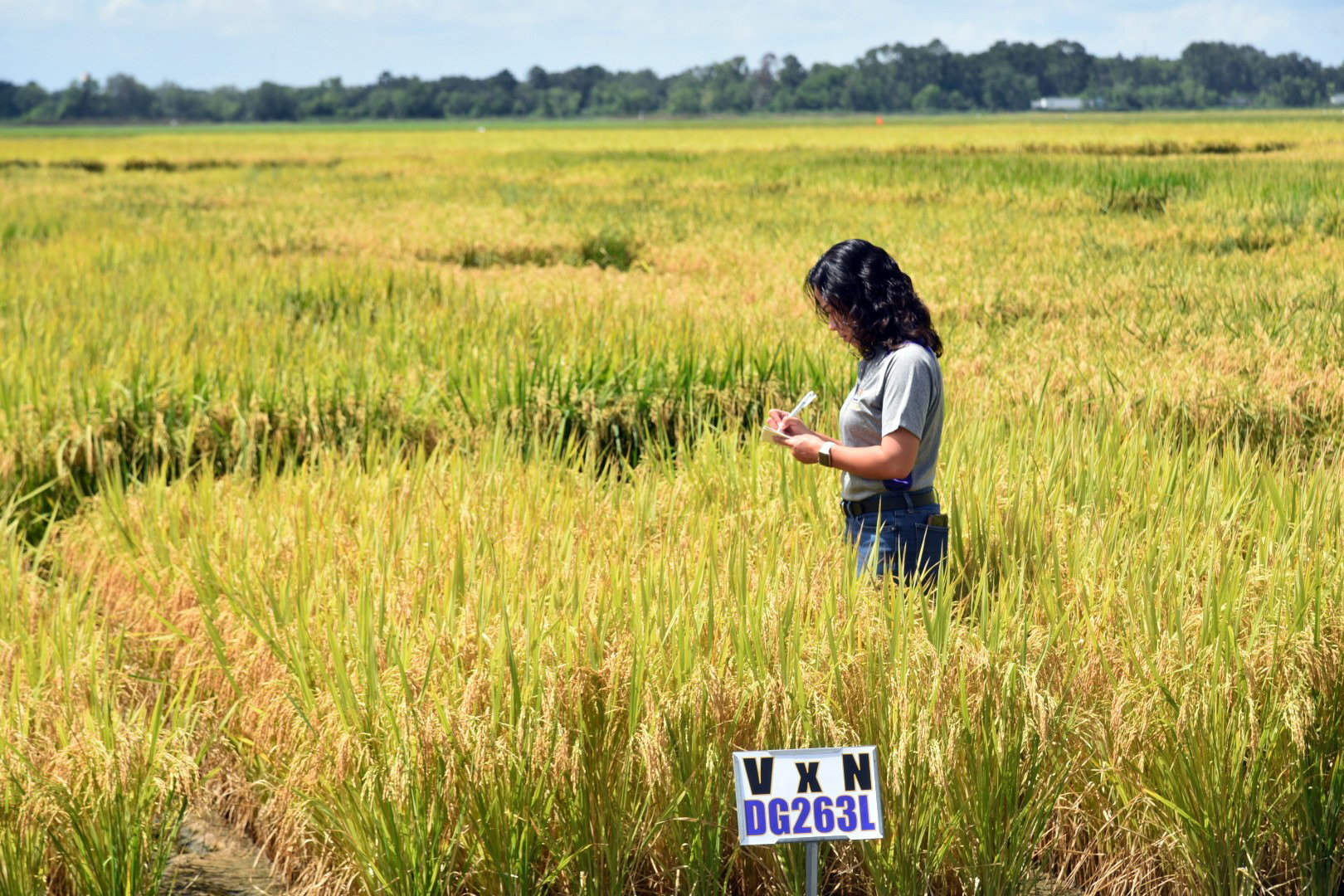 New AgCenter agronomist works to update crop management strategies